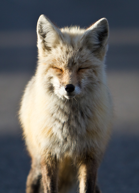 Red Fox